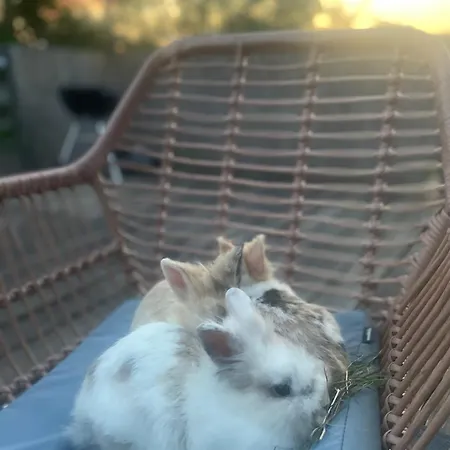 Allgaeu Schoenberger Argenbuhl