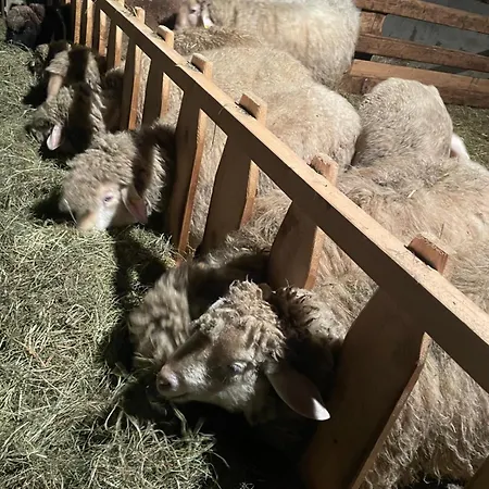 Allgaeu Schoenberger *