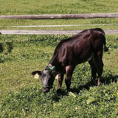 Allgaeu Schoenberger