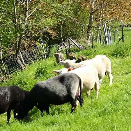 Allgaeu Schoenberger * Argenbuhl