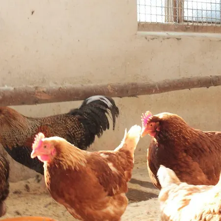 Allgaeu Schoenberger Argenbuhl