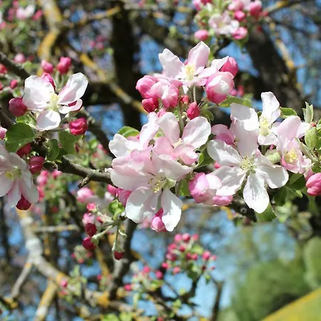 Allgaeu Schoenberger Argenbuhl